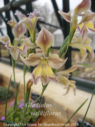 Gladiolus viridiflorus 2